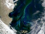 Patagonian Shelf Waters Abloom