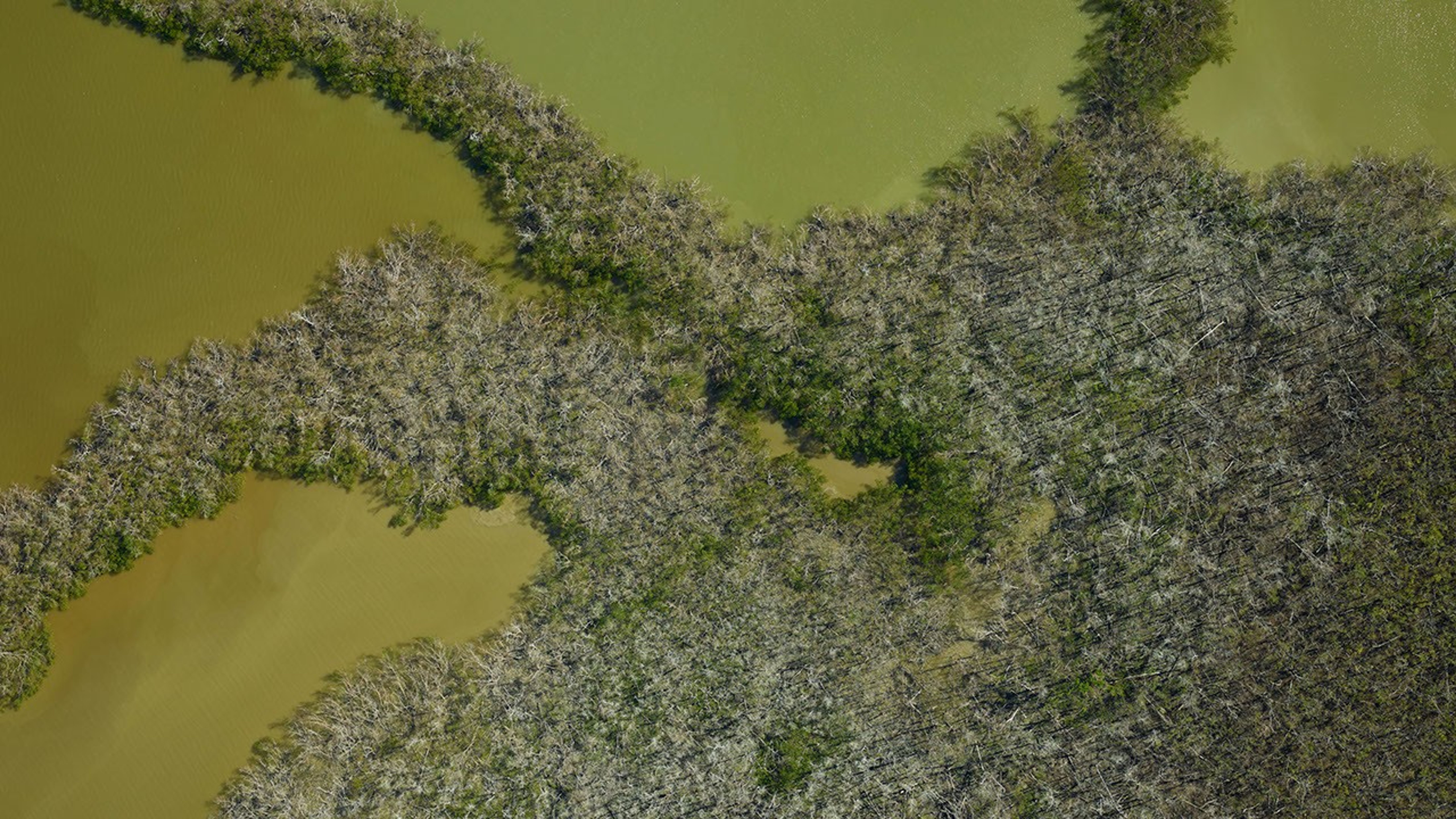 Mangroves Are Losing Their Resilience