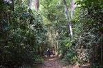 Ghana’s Declining Forest Reserves