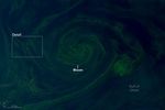 A Swirl of a Day for Phytoplankton