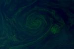 A Swirl of a Day for Phytoplankton