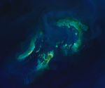 Sand, Stone, and Sea Life at Dry Tortugas