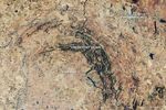 Blast From the Past: Vredefort Crater