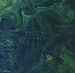 Brilliant Bloom in the Baltic Sea