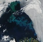 Bloom Time in the Barents Sea