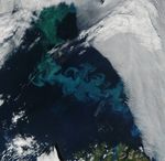Bloom Time in the Barents Sea
