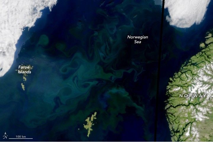 A Sea Aswirl With Chlorophyll