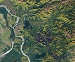 A Golden Moment for Boreal Forests