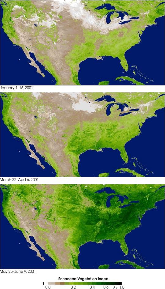 Vegetation in North America