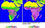 Characteristics of Vegetation in Africa