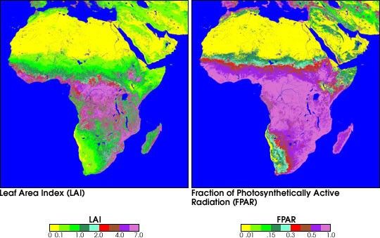 Characteristics of Vegetation in Africa