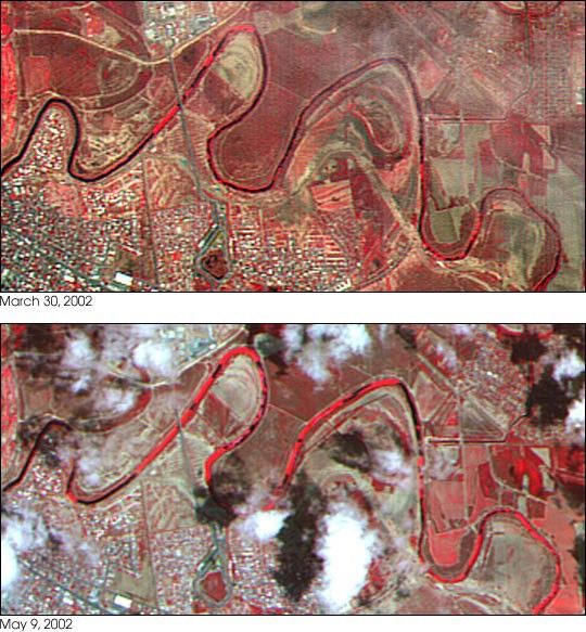 Hyacinths Choke the Rio Grande