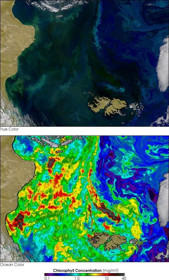 Phytoplankton Thrive around the Falkland Islands