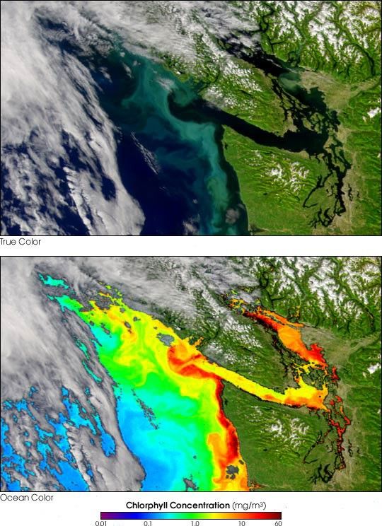 Rich Waters in Puget Sound