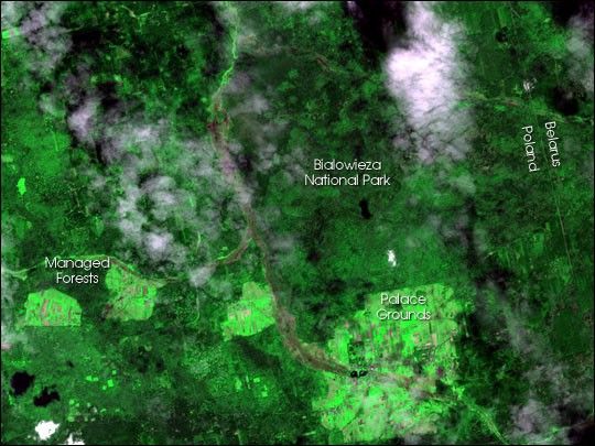 
			Bialowieza National Park - NASA Science			