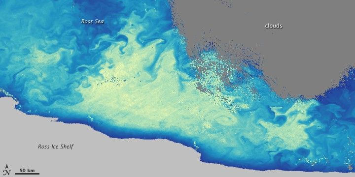chlorophyll - December 5, 2005