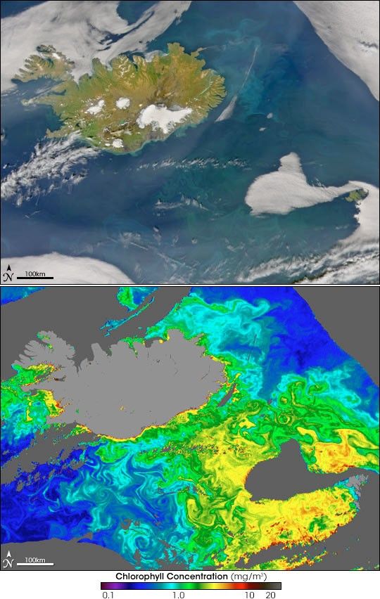 Phytoplankton around Iceland