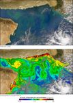 Phytoplankton Bloom in the Arabian Sea