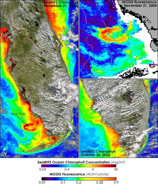 Red Tide off Florida