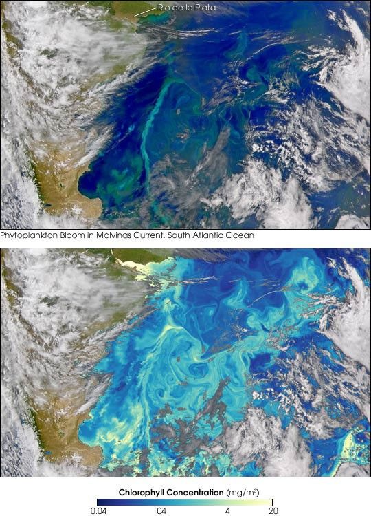 Beautiful Blooms in South Atlantic Ocean