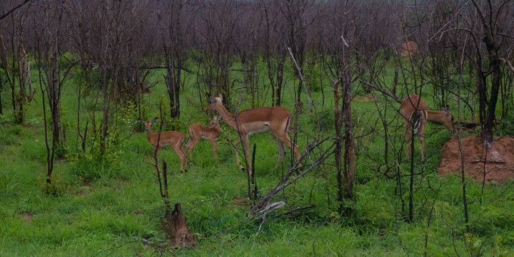 Grassland Restoration in Kruger National Park
