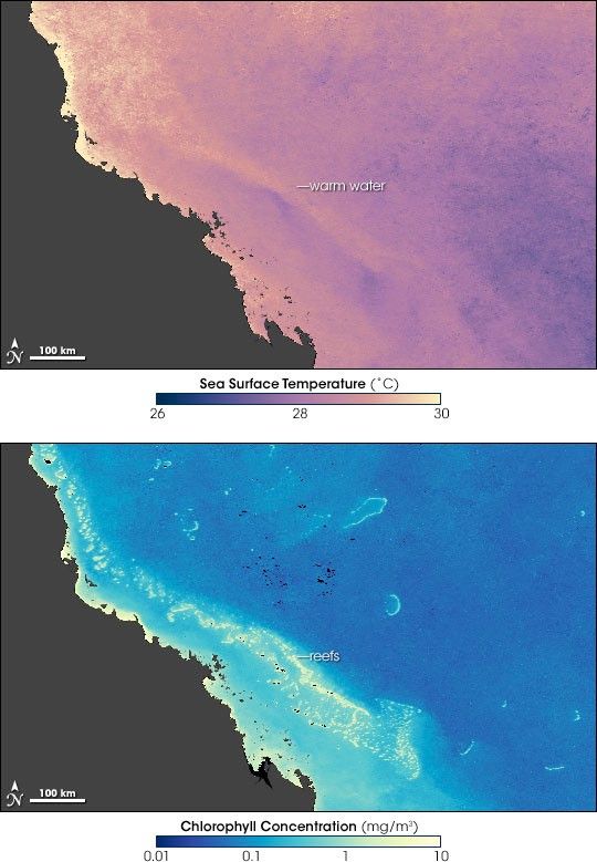 Bleaching on the Great Barrier Reef
