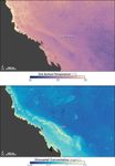 Bleaching on the Great Barrier Reef