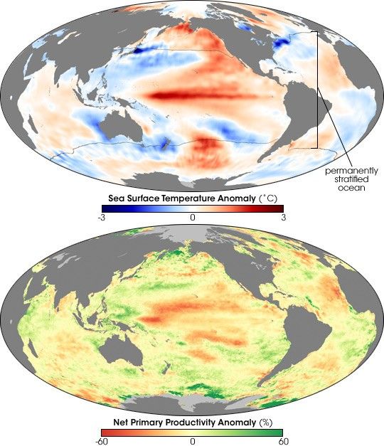 Warming Ocean Slows Phytoplankton Growth
