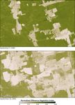 Deforestation in Rondonia, Brazil