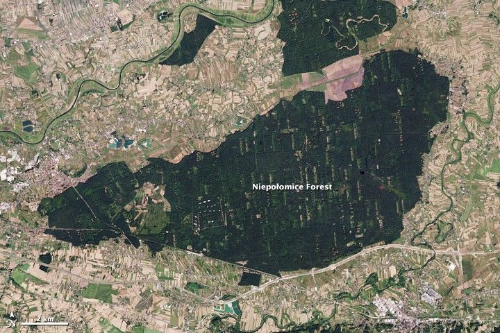 
			A Polish Royal Forest - NASA Science			