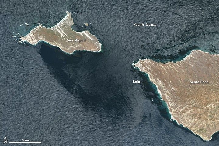 Floating Forests Revealed