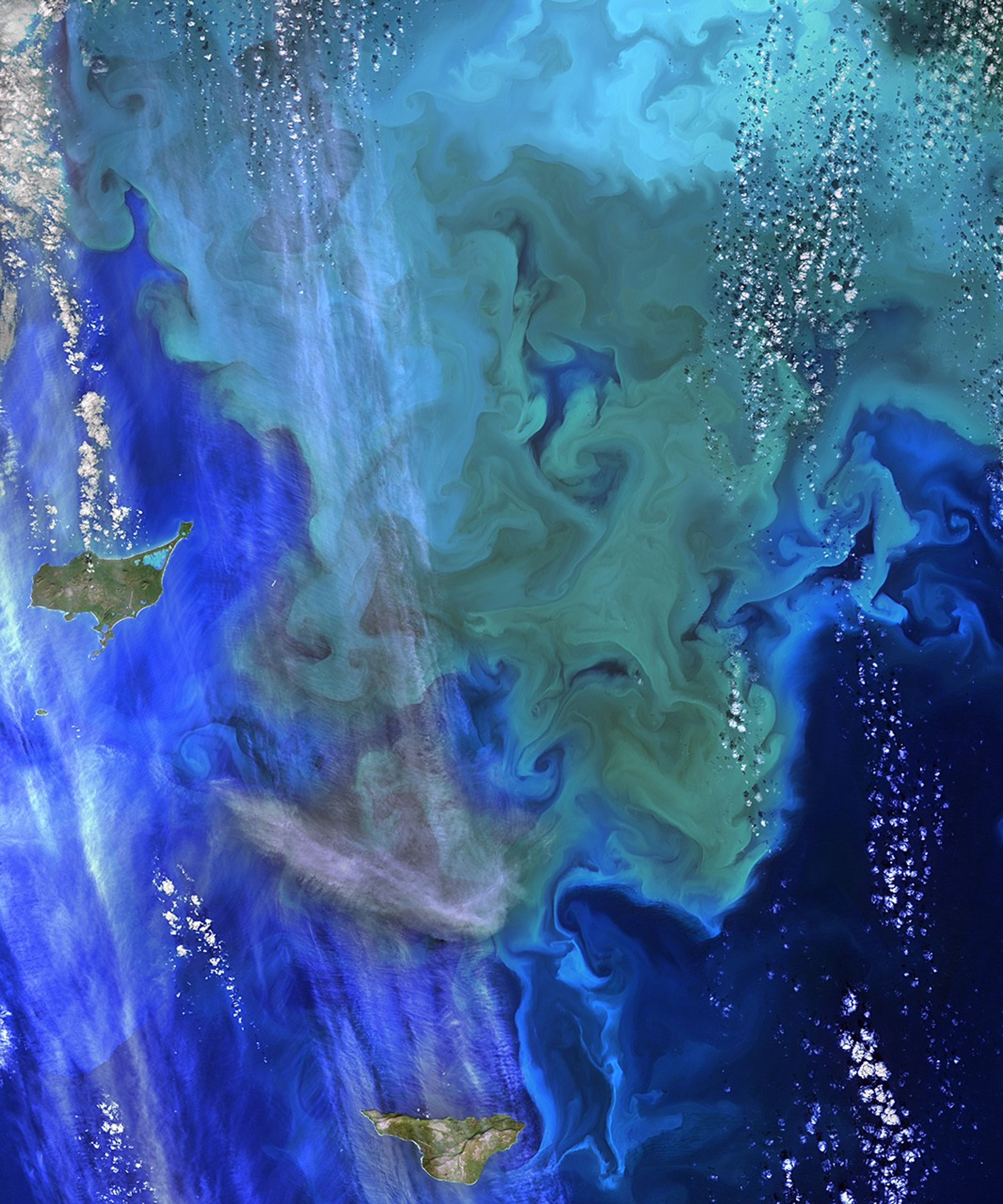 The Operational Land Imager (OLI) on Landsat 8 captured this view of a phytoplankton bloom near Alaska’s Pribilof Islands on Sept. 22, 2014. The Pribilofs are surrounded by nutrient-rich waters in the Bering Sea. The milky green and light blue shading of the water indicates the presence of vast populations of microscopic phytoplankton—mostly coccolithophores, which have calcite scales that appear white in satellite images. Such phytoplankton form the foundation of a tremendously productive habitat for fish and birds. Blooms in the Bering Sea increase significantly in springtime, after winter ice cover retreats and nutrients and freshened water are abundant near the ocean surface. Phytoplankton populations plummet in summertime as the water warms, surface nutrients are depleted by blooms, and the plant-like organisms are depleted by grazing fish, zooplankton, and other marine life. By autumn, storms can stir nutrients back to the surface and cooler waters make better bloom conditions.