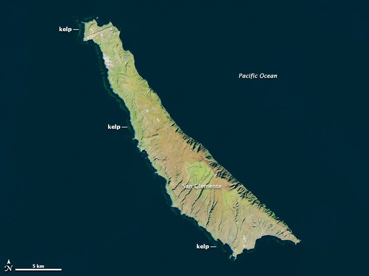 Kelp Losing Their Grip on the Seafloor