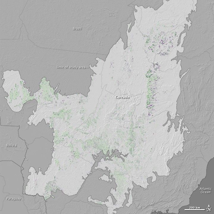 Soybeans in the Brazilian Cerrado
