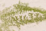 10 percent tree cover - 2000 - 2009