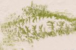30 percent tree cover - 2000 - 2009