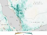 Arabian Peninsula Primed for Rift Valley Fever
