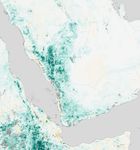Arabian Peninsula Primed for Rift Valley Fever