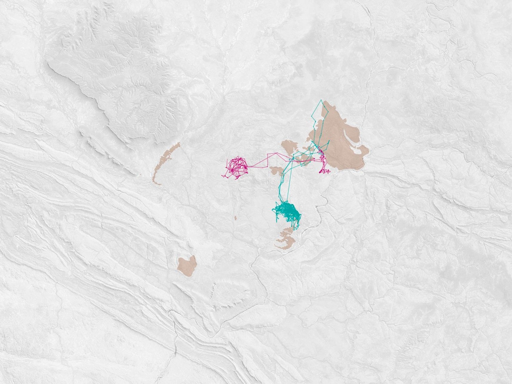 Feral Cats Forage at Burn Scars - related image preview