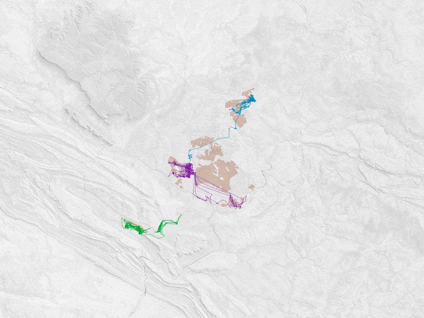 Feral Cats Forage at Burn Scars