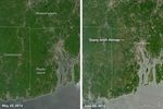 Caterpillars Take Bite Out of Rhode Island Forests
