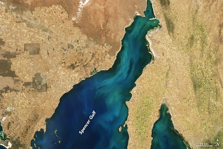 Algae Bloom or Swirling Sediment?