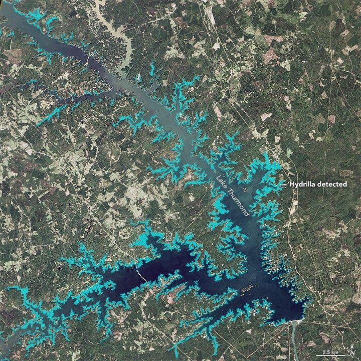 Mapping a Tenacious Invader in Lake Thurmond