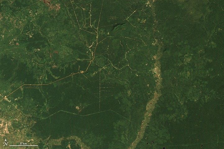 Cambodia’s Forests Are Disappearing