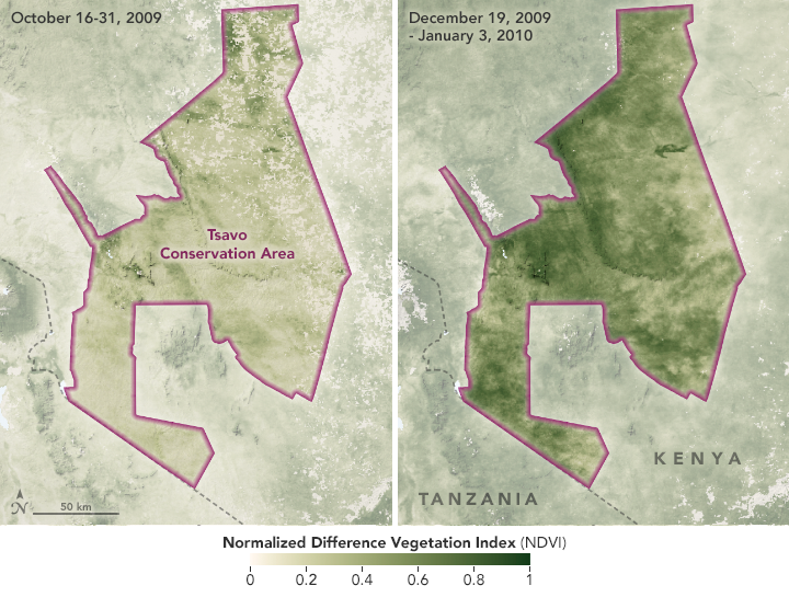 Prolonged Drought Spurs Elephant Starvation