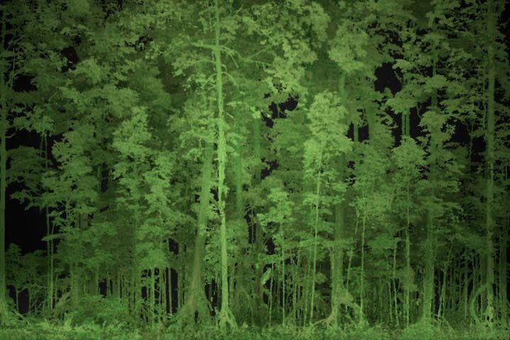 Below the Mangrove Canopy