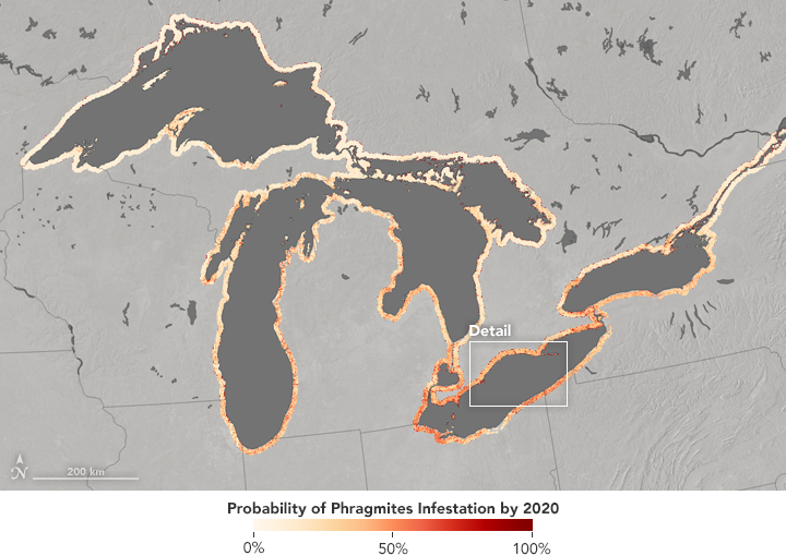 Using Satellites to Assess a Reed Invasion