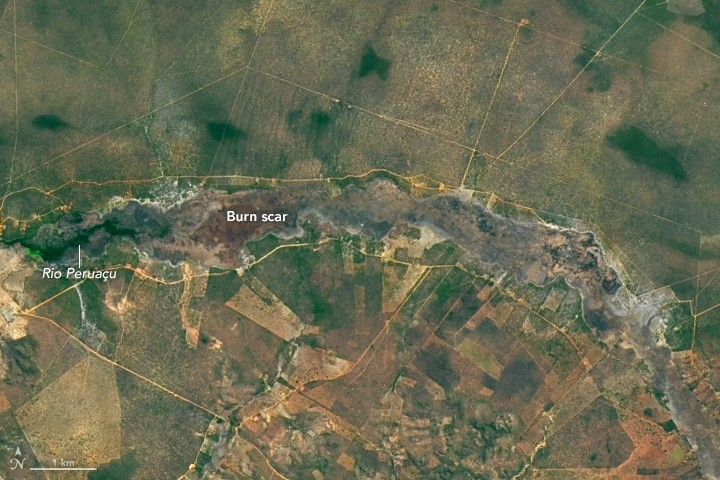 Palm Swamp Fire in Brazil