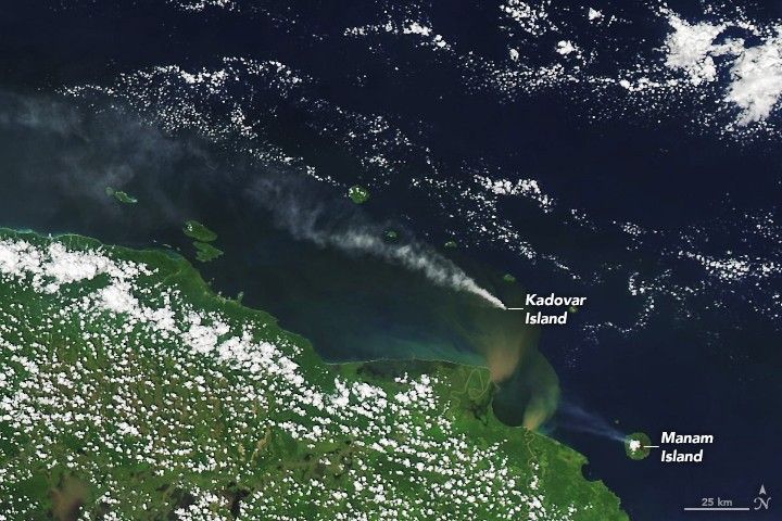 Papua New Guinea Plumes