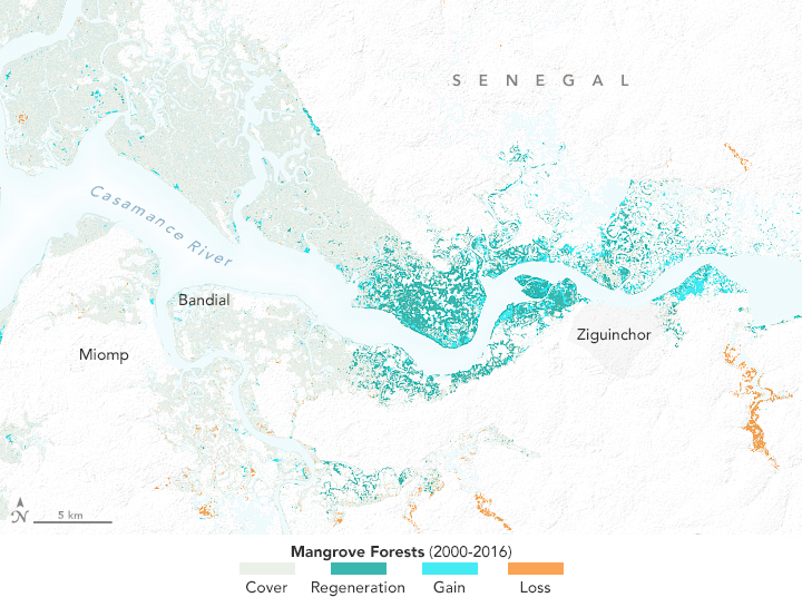 The Spread of Mangroves in Senegal